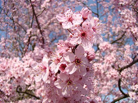 Pink Spring Flower Tree Blossoms Art Prints Blue Sky Landscape Baslee
