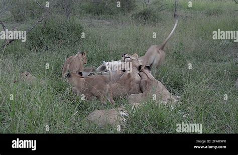 Lazy Lion Pride Stock Videos And Footage Hd And 4k Video Clips Alamy