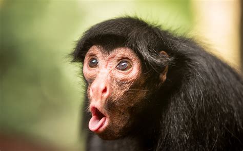 Monkeys Snout Animals Monkey Face Funny Humor Comedy Tongue Wallpaper 2560x1600 588567