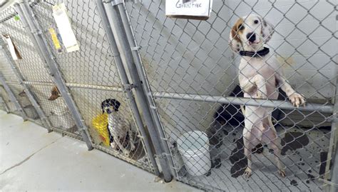 Online Petition Calling For No Kill Shelters In Sullivan County Gets