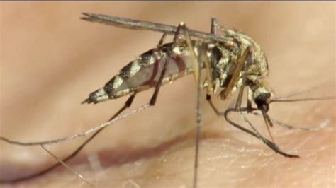 3 West Nile Virus Deaths Reported In Cook County Abc7 Chicago