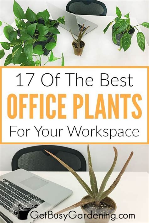 Cactus salsa or mexican nopalitos подробнее. 17 Of The Best Office Plants For Your Workspace | Best ...