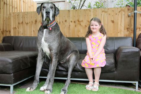 La Race De Chien La Plus Grande Automasites