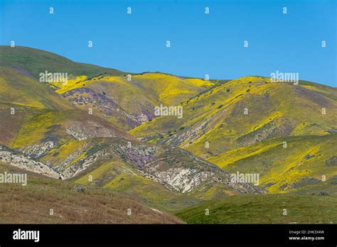 California Usa Temblor Range And Valley Are Covered With Hillside