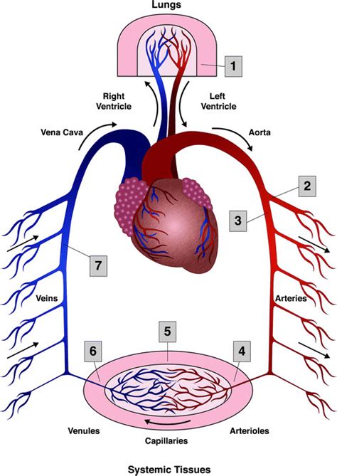 Schematic Representation Of The Cardiopulmonary System And