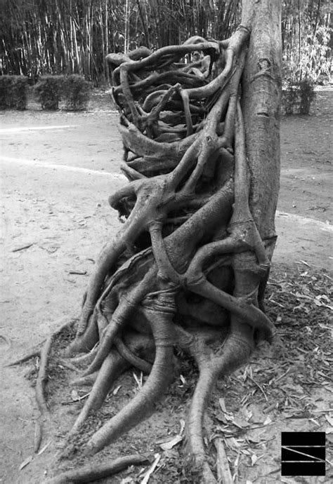 Weird Tree And Roots1 549×800 Weird Trees Nature Tree Nature