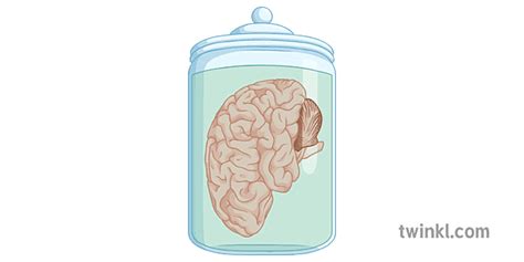 Preserved Brain In A Jar Science Albert Einstein Human Body Secondary