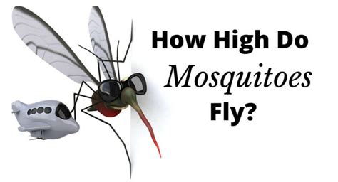 How High Do Mosquitoes Fly