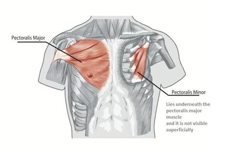 Chest Muscle Anatomy Diagram Chest Muscle Anatomy Diagram Frontal