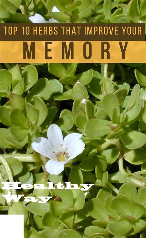 Top 10 Herbs That Improve Your Memory Naturally Herbs Herbalism