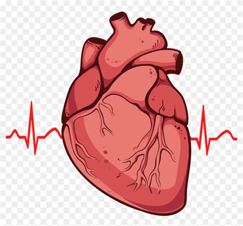 Human Heart Clipart Png Real Heart Drawing Free Transparent Png