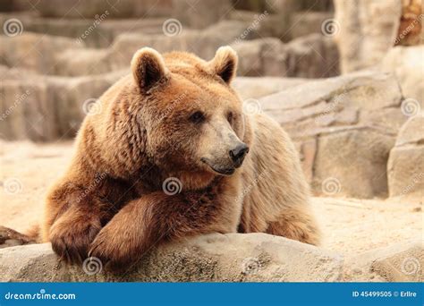 Wild Brown Bear Stock Image Image Of Wild Canada Animal 45499505