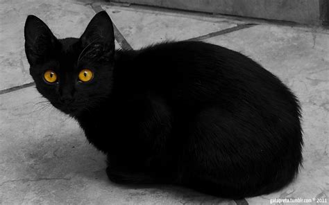 Black Cat With Yellow Eyes By Luna Gata Preta Desktop Wallpaper
