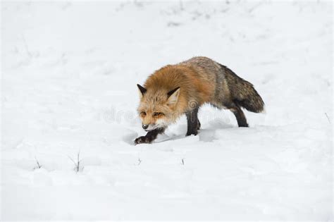 Red Fox Vulpes Vulpes Creeps Along In Snow Winter Stock Image Image