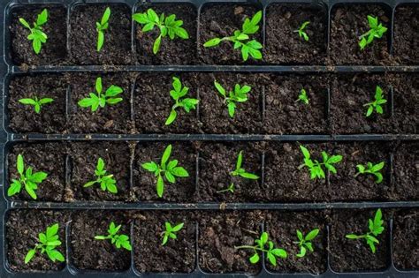 How To Harden Off Your Indoor Seedlings For A Thriving Garden The