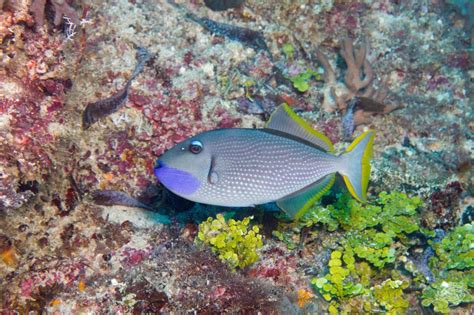 Gilded Triggerfish Facts And Photographs Seaunseen