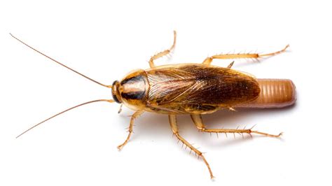 German Cockroach IMAGE EurekAlert Science News Releases