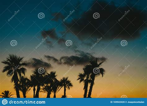 Backlit Palm Trees At Sunset In A Beach Resort Town In Summer Stock