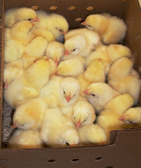 When Ordering Chicks, How Many Are Enough? - Cackle Hatchery