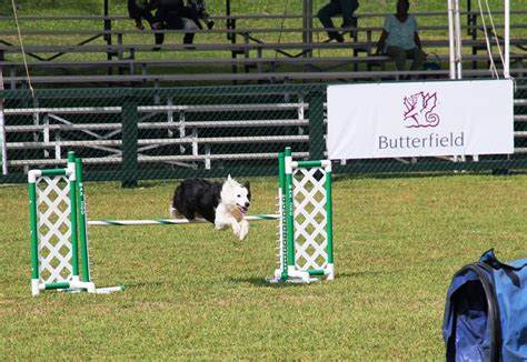 Photos Dog Agility Competition At Ag Show Bernews