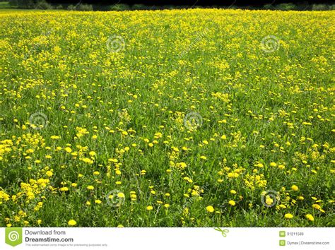 Meadow With Many Yellow Dandelions Stock Image Image Of Season Flora