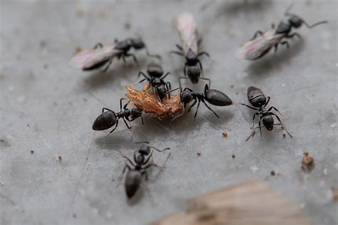 White Footed Ants Identification Habitat Behavior And Control