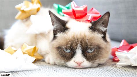 Grumpy Cat Christmas Wallpapers Top Free Grumpy Cat Christmas