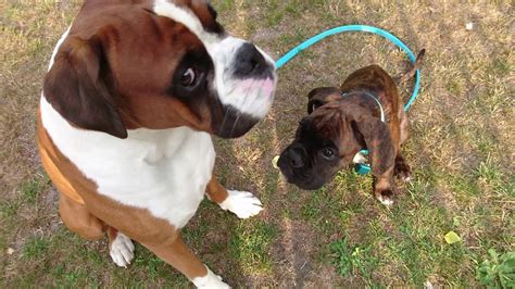 How Do You Train A Boxer Puppy To Walk On A Leash