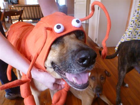 The Lobster Oh My Dog