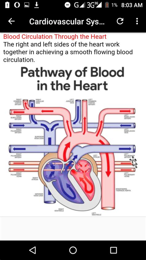 Anatomy And Physiology Apk لنظام Android تنزيل