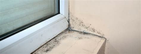 Who does black widow actually date in the comics? How to Prevent Mold Growth on Windowsills | TCB EnviroCorp