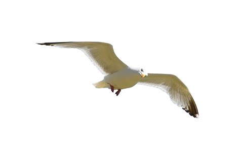 Flying Bird Png Png Image