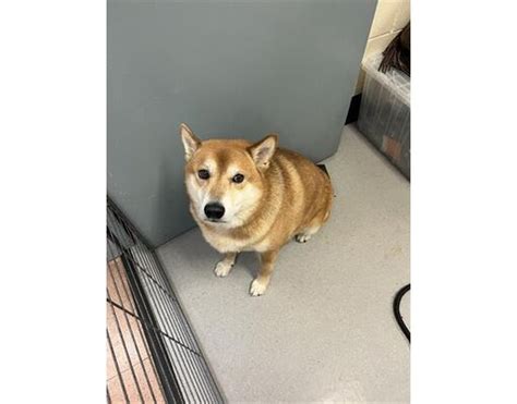 Happy Tails Southern California Shiba Inu Rescue Inc And Friends By