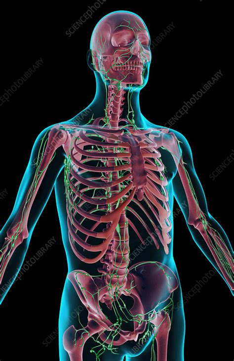 The Lymph Supply Of The Upper Body Stock Image F0017259 Science