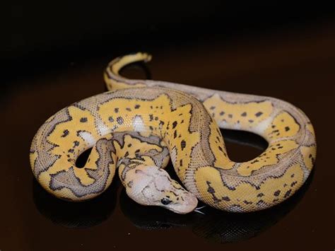 10 More Beautiful Ball Python Morphs Reptileworldfacts