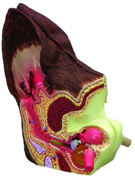 17 Best Images About Ear Anatomy On Pinterest Head And Neck Outer