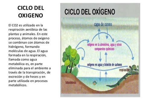 Los Principales Ciclos Biogeoquimicos