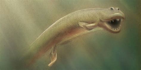 Ancient Fish With Legs Tiktaalik Roseae May Be Missing Evolutionary Link