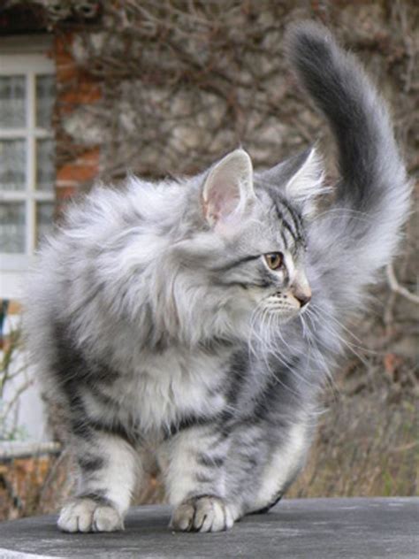 The Norwegian Forest Cat Love Meow