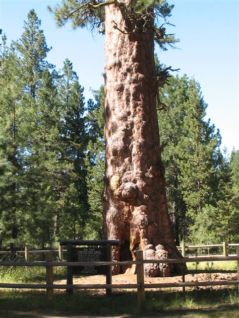 Ponderosa Pines In Central Oregon Arbor 1 Tree Service