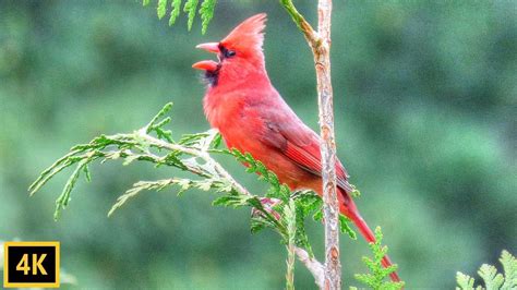 Cardinal Singing The Song Of Spring Youtube