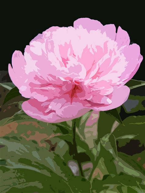 Definitive Pink Peony Posterized Photograph By Mary Sedivy