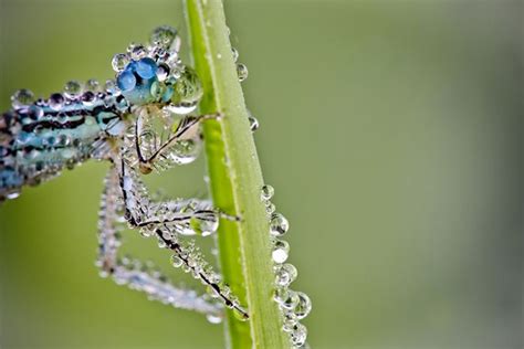 Macro Photographs Of Dew Covered Dragonflies And Other