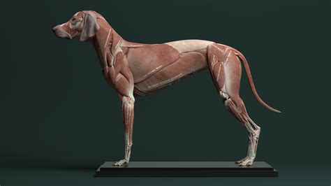 Artstation Canine Anatomy For 3d Artists Jess Oneill In 2020 Dog