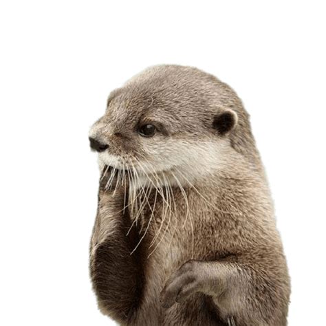 Otter Fingers In Mouth Transparent Png Stickpng