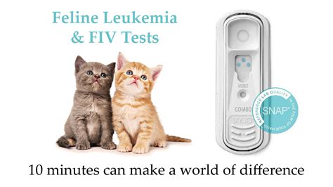 Diagnostic Tests Felvfiv Cats Only Veterinary Hospital