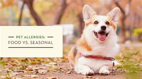 Can Dogs Suffer From Seasonal Allergies
