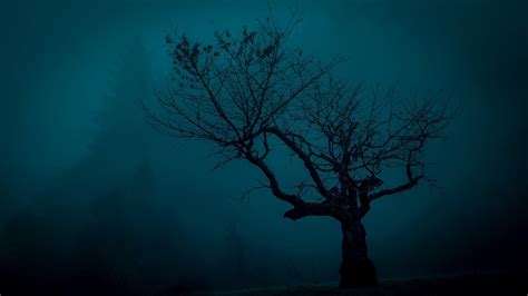 Bare Tree Photo Trees Spooky Landscape Night Hd Wallpaper