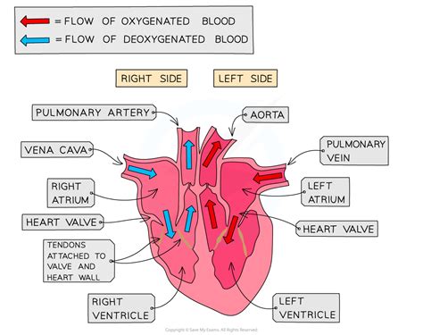 The Human Heart 352 Aqa A Level Biology Revision Notes 2017