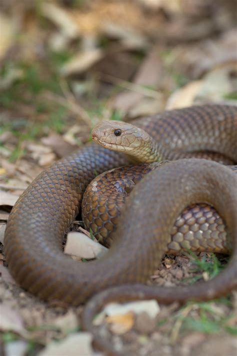 Slithering Serpents Australias Deadliest Snakes